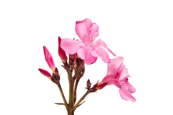 Rosa Oleanderblüten isoliert — Stockfoto