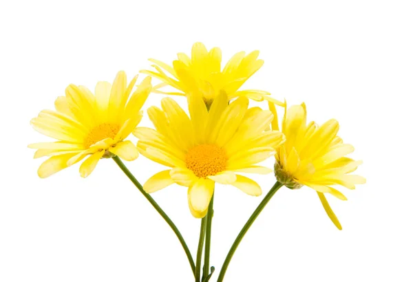 Yellow daisy isolated — Stock Photo, Image