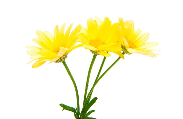 Yellow daisy isolated — Stock Photo, Image