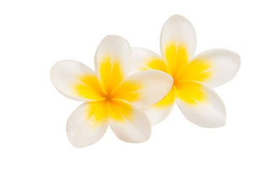 izole frangipani çiçek