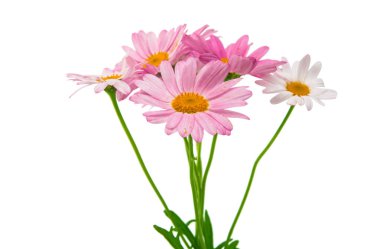 pembe daisy izole 