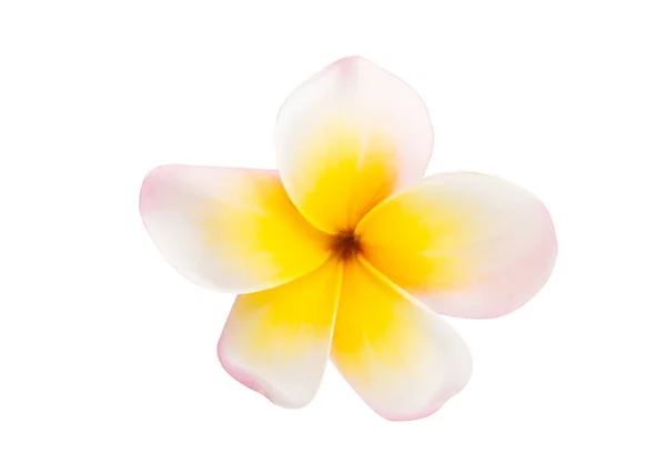 Frangipani fleur isolée — Photo