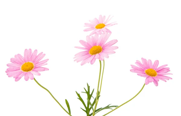 Roze daisy geïsoleerd — Stockfoto