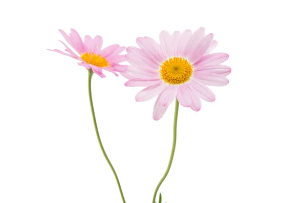 Pink daisy isolated — Stock Photo, Image