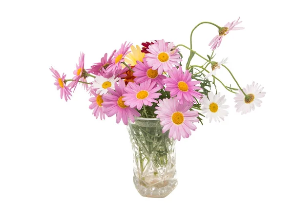 Roze daisy in een vaas geïsoleerd — Stockfoto