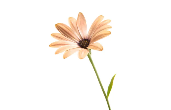 Osteospermum 데이지 또는 케이프 데이지 꽃 — 스톡 사진