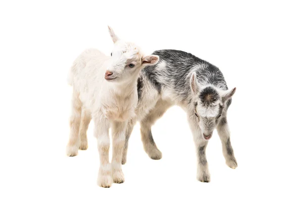 Little white goat — Stock Photo, Image