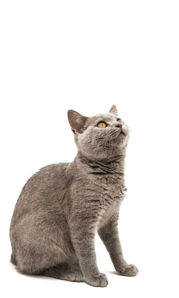 Gray cat isolated — Stock Photo, Image