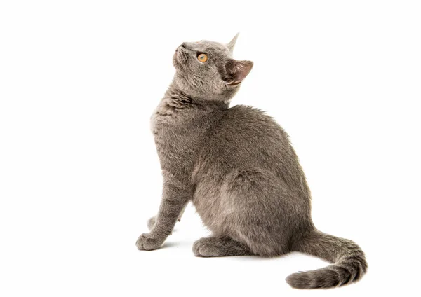 Graue Katze isoliert — Stockfoto