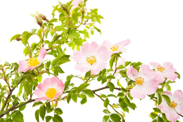Ramo di rosa canina con fiori isolati — Foto Stock