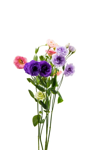 Eustoma квіти — стокове фото