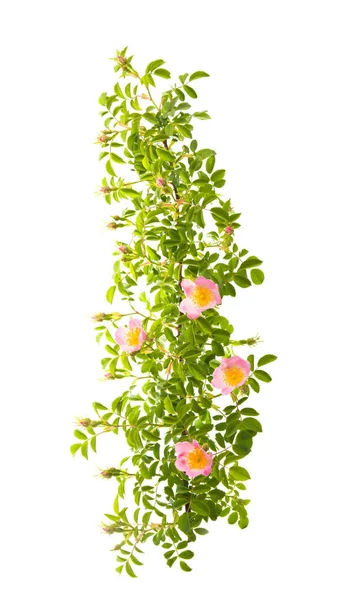 Rosehip branch with flowers isolated — Stock Photo, Image