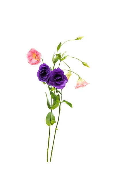 Flores de eustoma aisladas — Foto de Stock