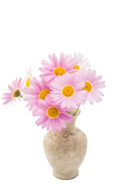 Pink daisy in a vase isolated Stock Photo