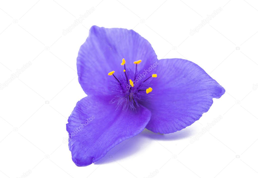 Tradescantia flower isolated 