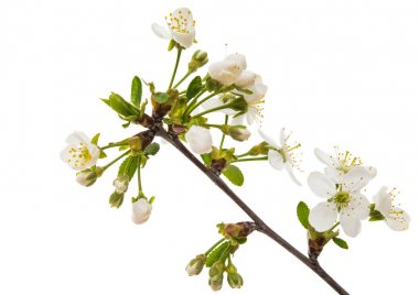 Kiraz çiçekli dal 