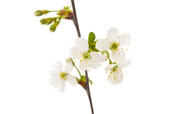 Zweig mit Kirschblüten — Stockfoto