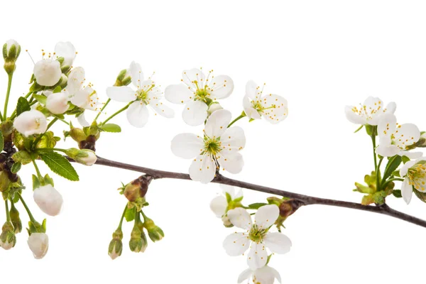 Rama con flores de cerezo —  Fotos de Stock