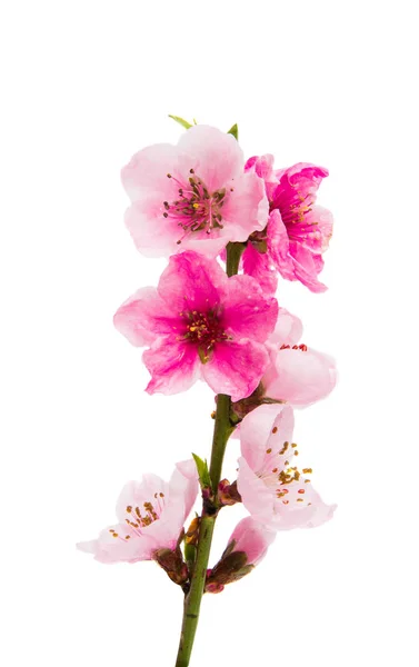 Сакура квіти — стокове фото