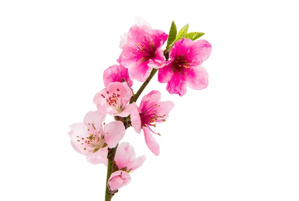 Sakura flores aisladas — Foto de Stock