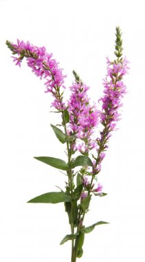 izole Eflatun çiçekli dal 