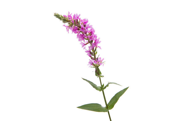 branch with lilac flowers isolated 