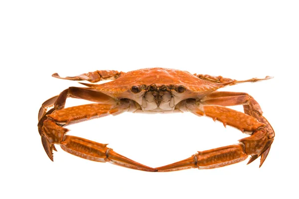 Gekookte Krab Geïsoleerd Witte Achtergrond — Stockfoto