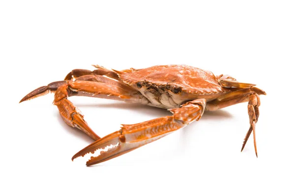Gekochte Krabben isoliert — Stockfoto