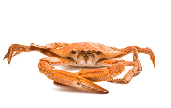 Boiled crab isolated — Stock Photo, Image