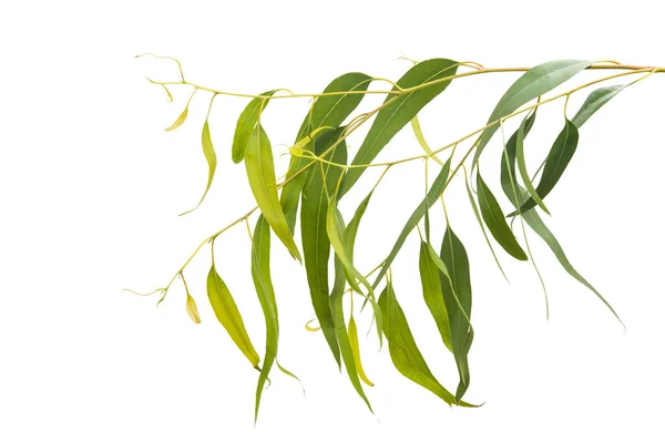 Eucalyptus Bladeren Een Witte Achtergrond — Stockfoto