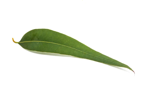 Eucalyptus Leaves White Background — Stock Photo, Image