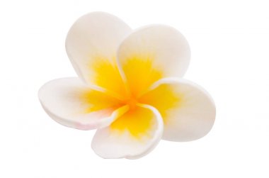 izole güzel plumeria çiçek 