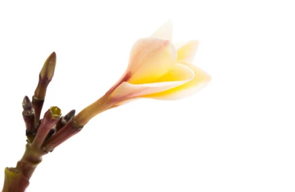 Beautiful plumeria flower isolated — Stock Photo, Image