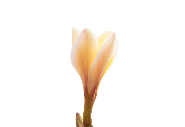 Schöne plumeria Blume isoliert — Stockfoto