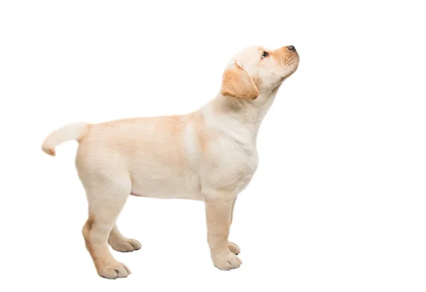 Cachorro Labrador Aislado Sobre Fondo Blanco — Foto de Stock