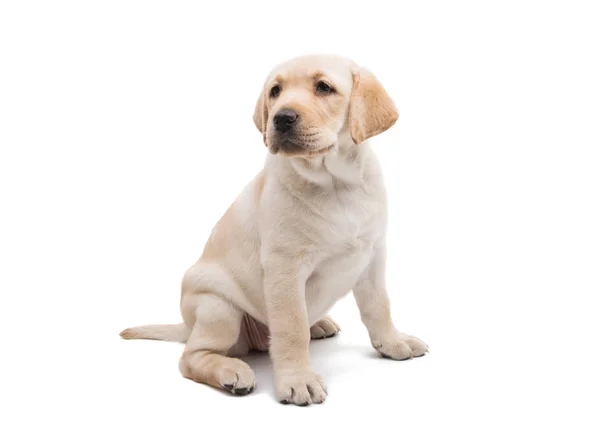 Cachorro labrador aislado — Foto de Stock