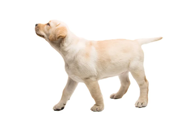 İzole köpek yavrusu labrador — Stok fotoğraf