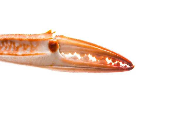 Crab claw isolated — Stock Photo, Image