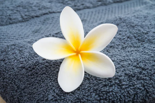 Közeli Törölköző Plumeria Virág — Stock Fotó