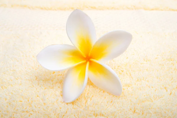 Kwiat Plumeria Ręcznik Zbliżenie — Zdjęcie stockowe