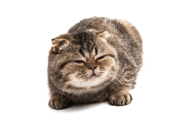 被白色背景隔离的胖胖的猫 — 图库照片