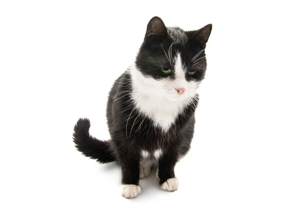 Zwart Witte Kat Geïsoleerd Witte Achtergrond — Stockfoto