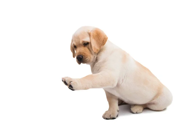 Labrador Chiot Isolé Sur Fond Blanc — Photo