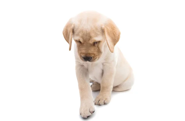 Pup Labrador Geïsoleerd Witte Achtergrond — Stockfoto