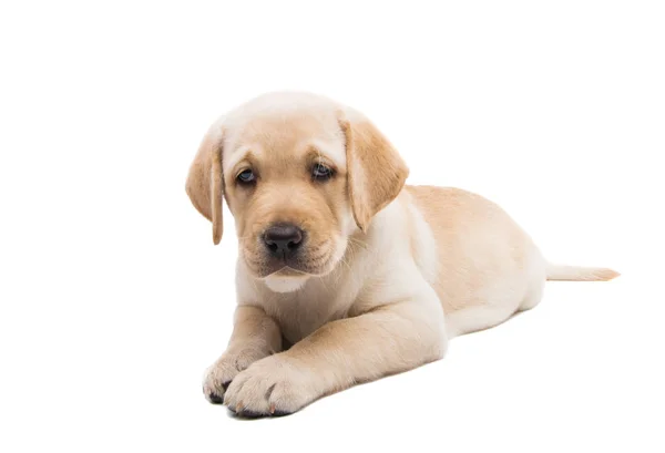 Pup Labrador Geïsoleerd Witte Achtergrond — Stockfoto