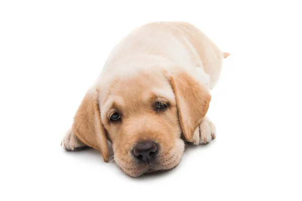 Cachorro Labrador Aislado Sobre Fondo Blanco — Foto de Stock