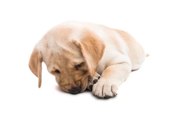 Pup Labrador Geïsoleerd Witte Achtergrond — Stockfoto