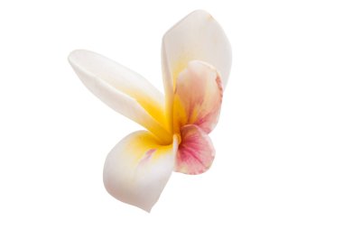 izole plumeria çiçek 