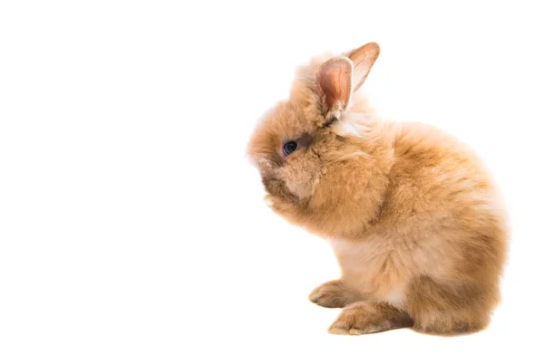 Kaninchen isoliert — Stockfoto