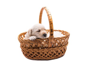 labrador yavru izole 